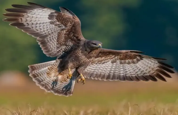 Águia de asa redonda